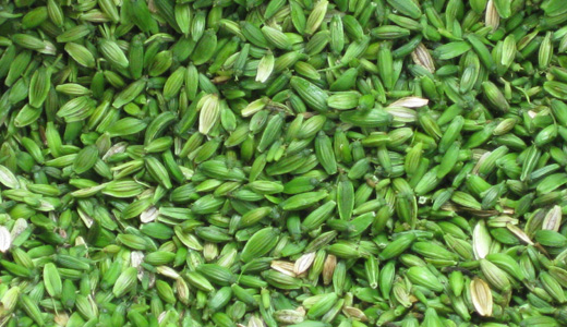 Seeds of Ashitaba