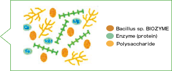 Bacillus sp. BIOZYME・Enzyme (protein)・Polysaccharide
