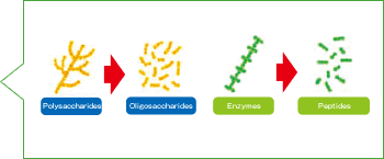 Polysaccharides→Oligosaccharides→Enzymes→Peptides