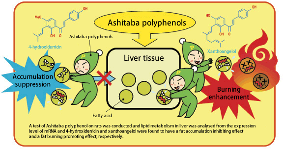A test of Ashitaba polyphenol on rats was conducted and lipid metabolism in liver was analysed from the expression level of mRNA and 4-hydroxiderricin and xanthoangelol were found to have a fat accumulation inhibiting effect and a fat burning promoting effect, respectively.
