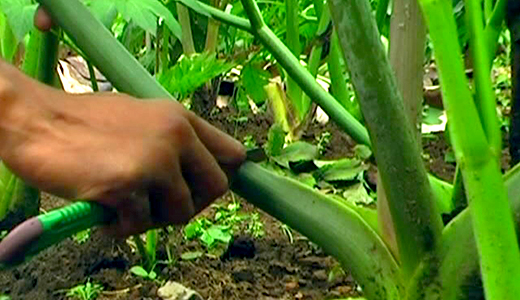 Cutting roots at 10-15cm height at right angle