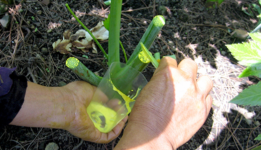 Collecting yellow sap carefully