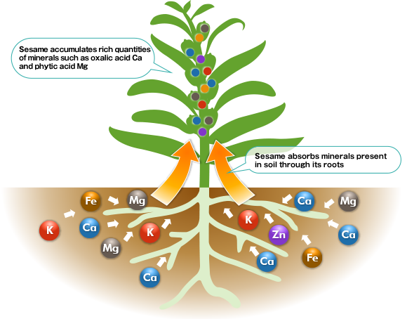 Sesame accumulates rich quantities of minerals such as oxalic acid Ca and phytic acid Mg/Sesame absorbs minerals present in soil through its roots