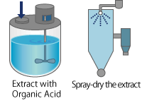 Extract with Organic Acid Spray-dry the extract *Lactic acid