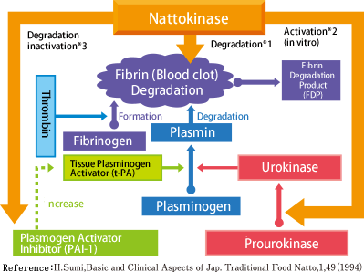 How thrombus is generated and degraded