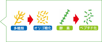 多糖類→オリゴ糖化→酵素→ペプチド化