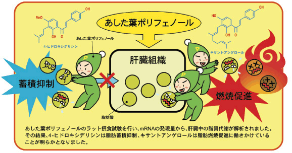 あした葉ポリフェノールのラット摂食試験を行い、mRNAの発現量から、肝臓中の脂質代謝が解析されました。/その結果、4-ヒドロキシデリシンは脂肪蓄積抑制、キサントアンゲロールは脂肪燃焼促進に働きかけていることが明らかとなりました。