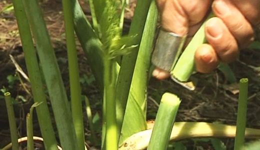 茎の根本10～15cmを専用カッターで直角に切断