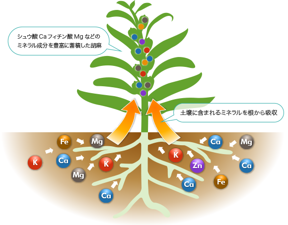 土壌に含まれるシュウ酸やフィチン酸などのミネラル成分を吸収する胡麻の様子