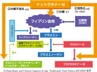 フィブリン（血栓）形成・分解の仕組み