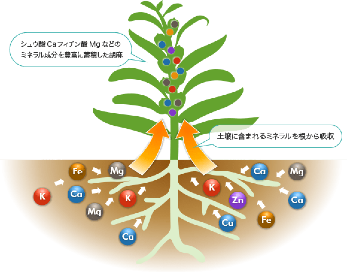 土壌に含まれるミネラル（K、Fe、Ca、Mg、Zn）を根から吸収し、シュウ酸 Caフィチン酸 Mg などのミネラル成分を豊富に蓄積した胡麻
