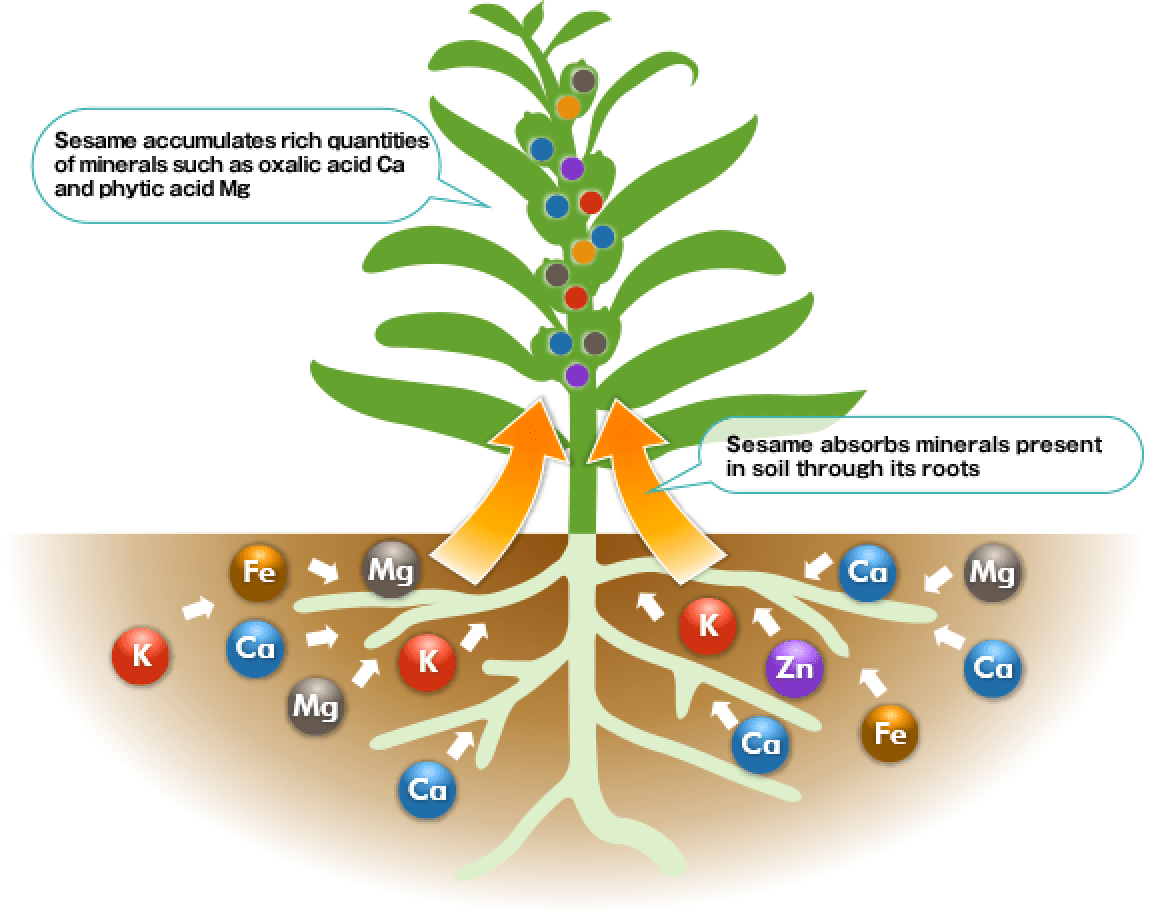 Sesame accumulates rich quantities of minerals such as oxalic acid Ca and phytic acid Mg Sesame absorbs minerals present in soil through its roots