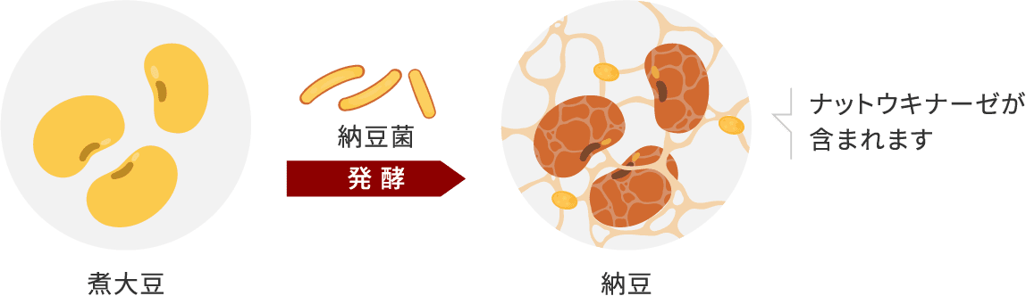 納豆菌が煮大豆を発酵させるとできる納豆に、ナットウキナーゼが含まれます