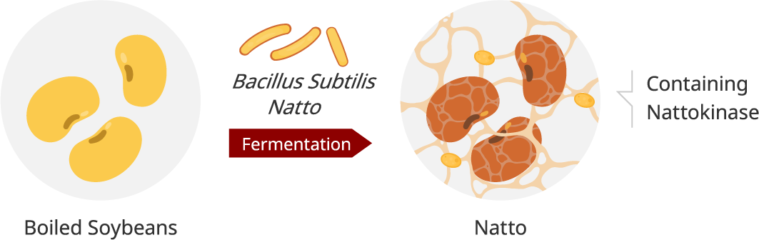 Bacillus Subtilis Natto Fermentation Natto Boiled Soybeans Containing Nattokinase